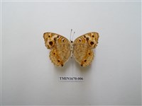 藏品(青眼蛺蝶)的圖片